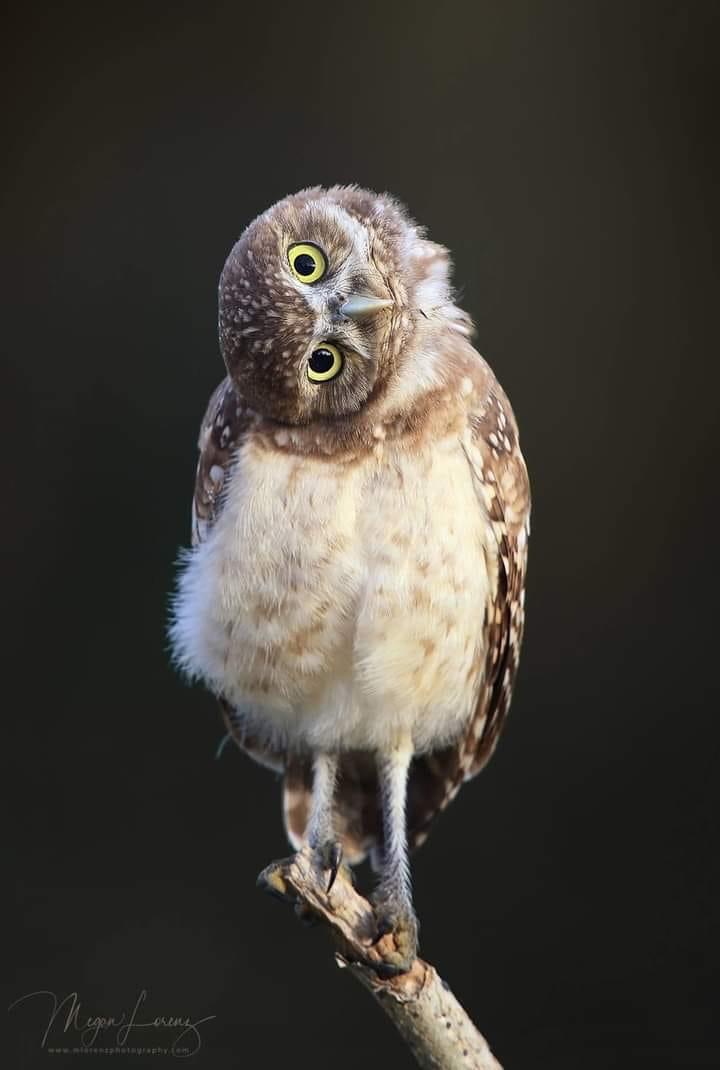 Le vol de nuit, c'est chouette !